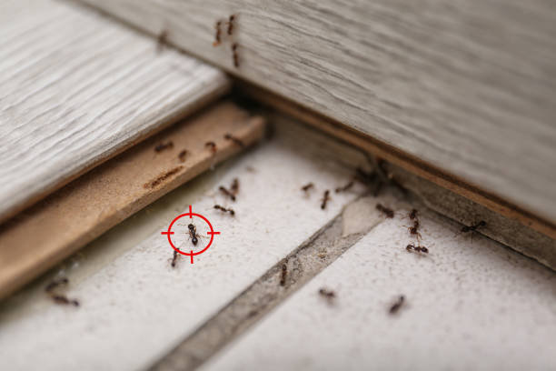 Best Best Pest Control Companies  in Neosho, MO