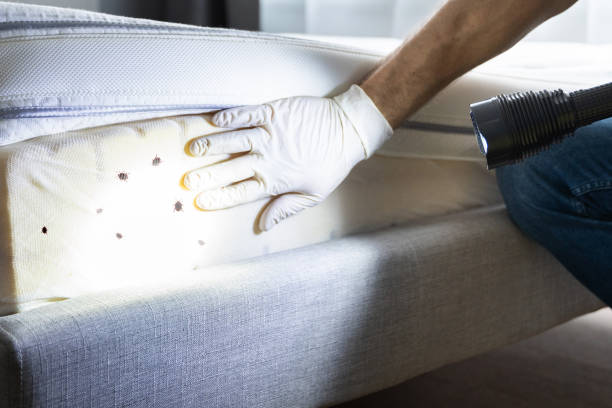 Best Bed Bug Extermination  in Neosho, MO