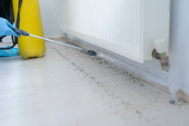 Best Affordable Pest Control Services  in Neosho, MO
